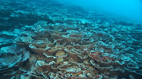 Moving on coral reef Video stock 56791648