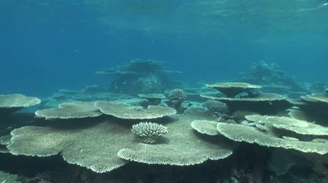 Moving on coral reef Video stock 56792001