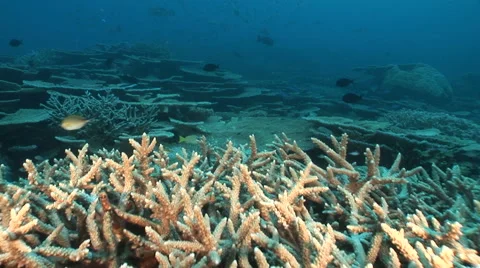 Moving on coral reef Video stock 56792073