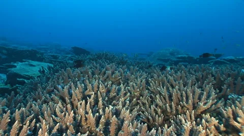 Moving on coral reef Video stock 56792226