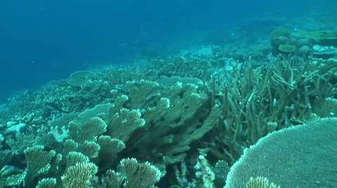 Moving on coral reef Video stock 56792289