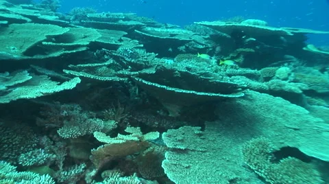 Moving on coral reef Video stock 56792589