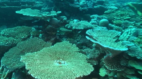 Moving on coral reef Video stock 56792710