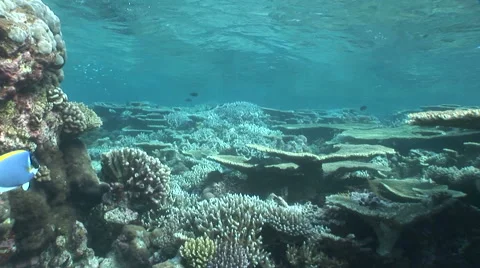 Moving on coral reef Video stock 56793333