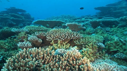 Moving on coral reef Video stock 56793817