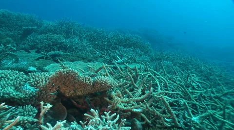 Moving on coral reef Video stock 56793929