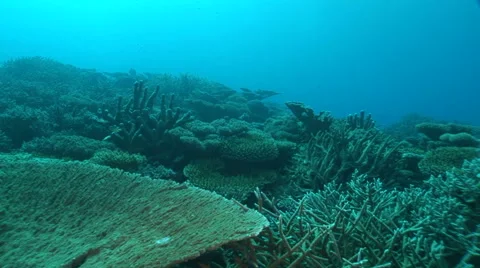 Moving on coral reef Video stock 56794227