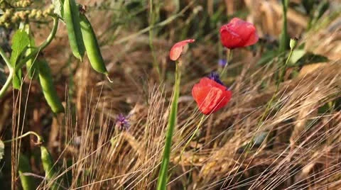 Moving corn poppys meadow Stock Footage 10793513