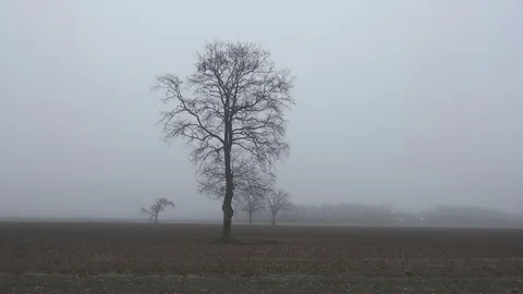 Moving by countryside with leafless trees, mist and fog. Stock Footage 72757600