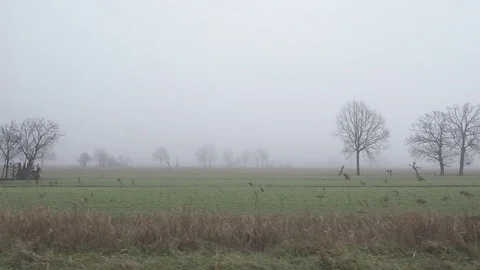 Moving by countryside with leafless trees, mist and fog. Stock Footage 72765194