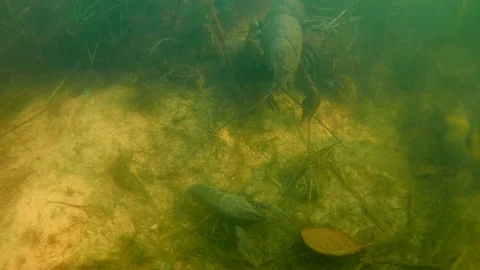 Moving Crayfish on River Bottom; Group of Crayfish Video stock 103812805
