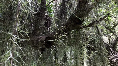 Moving in on creepy close up florida tree Stock Footage 94853718