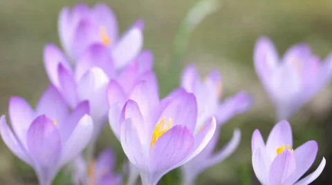Moving crocuses Stock Footage 771587
