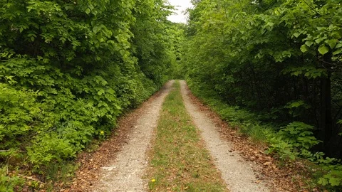 Moving cross green forest path Vídeos de archivo 130023123