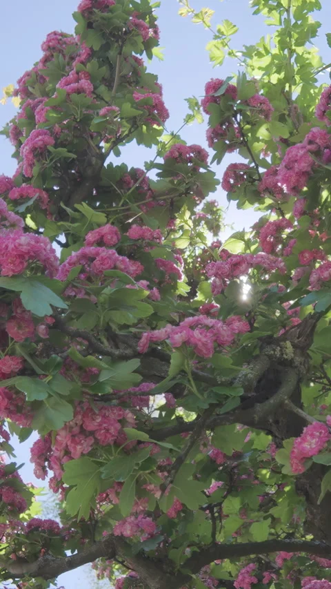 Moving up to crown along branches covered with pink flowers of blooming Midland Stock Footage 331929423