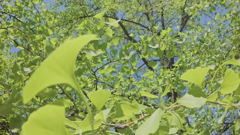 Moving up to crown between branches covered with green foliage Maidenhair tree, Stock Footage 331573096