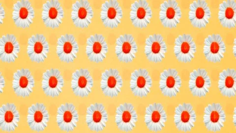 Moving daisies on a yellow background Stock Footage 150776260
