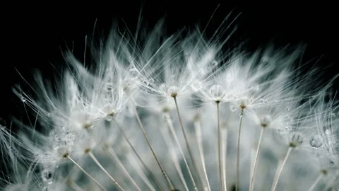 Moving dandelions, animation Stock Footage 167093449