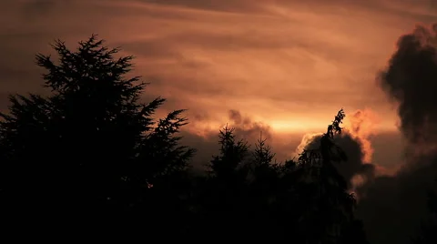 Moving dark clouds behind the trees during amazing gold sunset Video stock 55795908