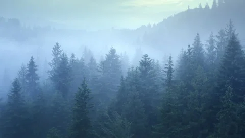 Moving deep inside misty mountain forest. Dense morning fog covered the trees Stock Footage 135169465