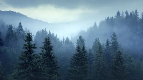 Moving deep inside misty mountain forest. Dense morning fog covered the trees Stock Footage 135169773