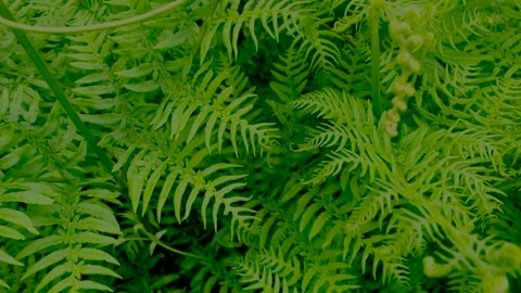 Moving into the dense thickets of fresh, bright green young fern fronds. Stock Footage 340168036