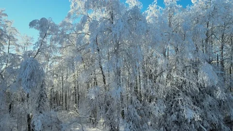 Moving diagonally looking into a aspen forest covered in heavy snow  Stock Footage 229405985