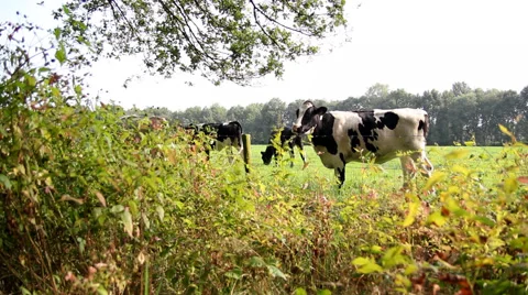 Moving dolly shot of cows walking in the Netherlands Stock Footage 46317910