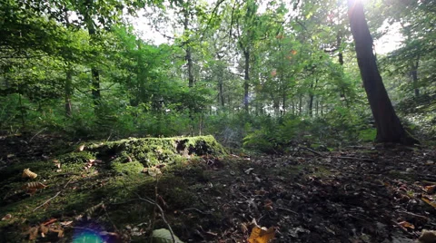 Moving dolly shot of sunlight hitting moss in forest in Holland Stock Footage 46337608