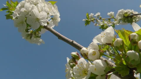 Moving down along branch covered with white flowers on blossom Wild Cherry Tree, Stock Footage 340067914
