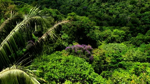 Moving down along the tree canopy of a tropical forest Stock Footage 234938192