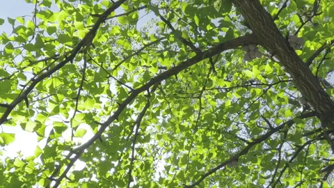 Moving down away from crown between branches and foliage of Maidenhair Tree, Stock Footage 335999928