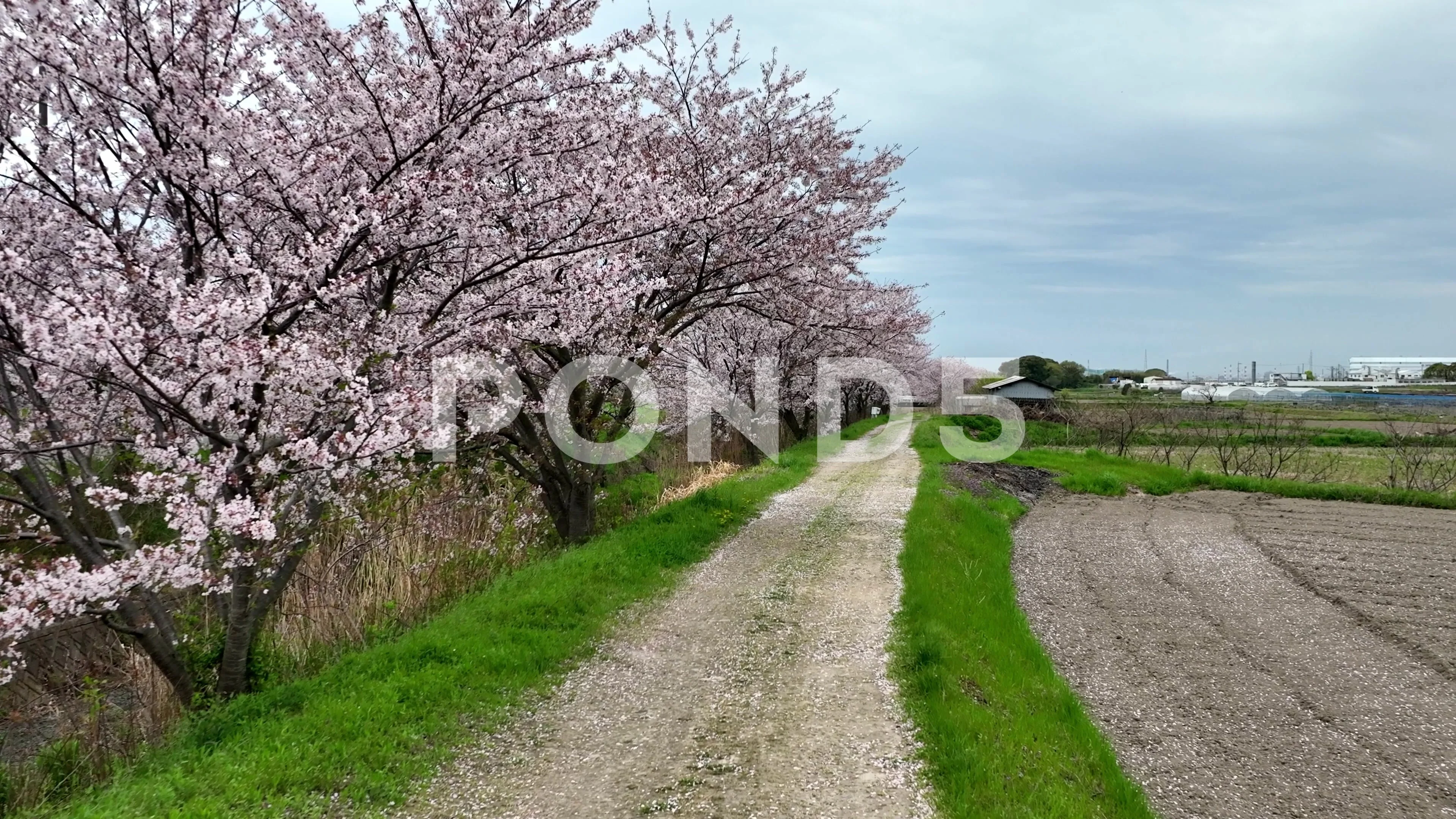 Falling Cherry Blossoms Photo Of To The Ground Backgrounds