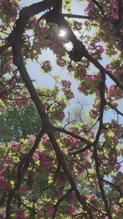 Moving down from crown between branches with pink flowers of blooming Midland Stock Footage 320786375