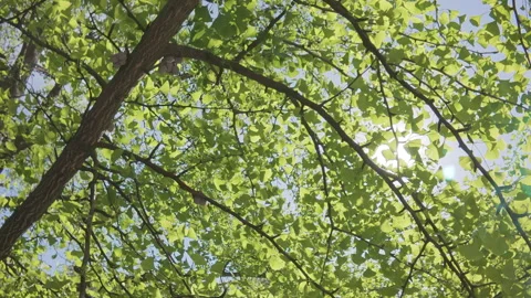 Moving down from crown through foliage of Maidenhair Tree, Ginkgo biloba in Stock Footage 339373179