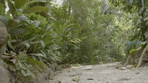Moving Down a Jungle Path in Belize 4K Stock Footage 105821314