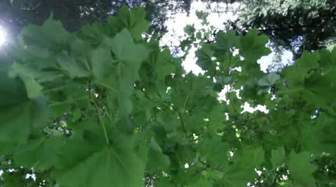 Moving down from leaves 스톡 동영상 12029376
