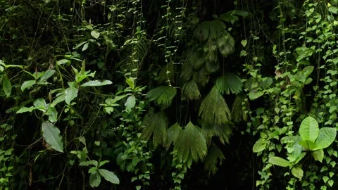 Moving down a lush background of many different species of plants Stock Footage 151281120