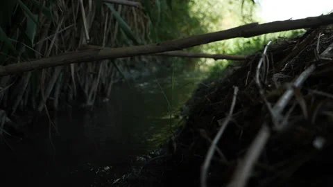 Moving down to stream in summer dark green forest. Stock Footage 196822429