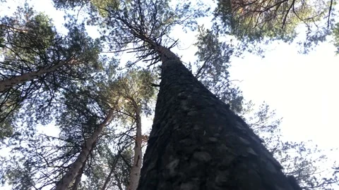 Moving down the tree trunk in the autumn forest Stock Footage 141211059