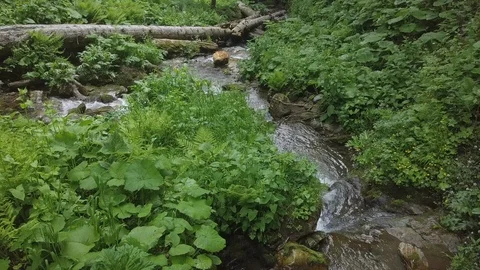 Moving down with water in forest waterfall Stock Footage 101071253