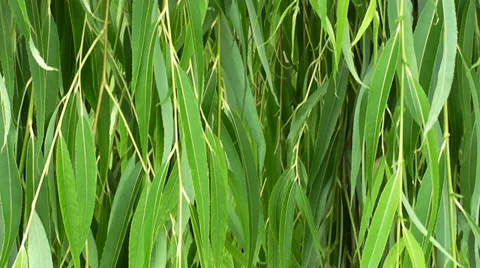 Moving down on the willow branch Stock Footage 39307748