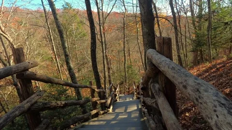 Moving down a wooden path in the forest Stock Footage 300061379