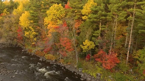 Moving drone shot of forest edge on the river with colorful trees Stock Footage 119219153