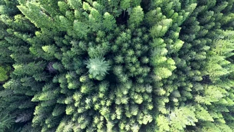 Moving drone shot over treetops in Scotland Stock Footage 251092373
