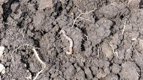 Moving earthworm close up Stock Footage 88498121