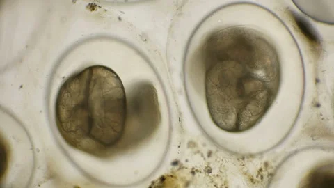 Moving the eggs Snails Planorbis in time laps, under a microscope Stock Footage 91310292