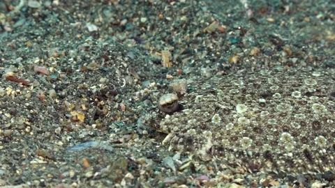 Moving eyes of a flounder Stock Footage 70838108