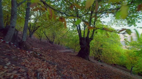 Moving fast between the trees in the for... | Stock Video | Pond5