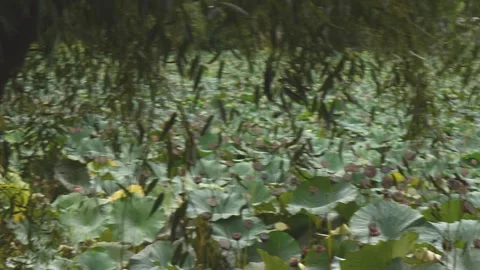 Moving fast with the camera among the leaves of the trees, raff Stock Footage 141638067